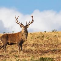 Red Deer Stag 1 